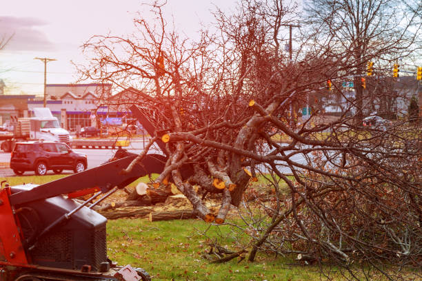 Tree and Shrub Care in Savoy, IL